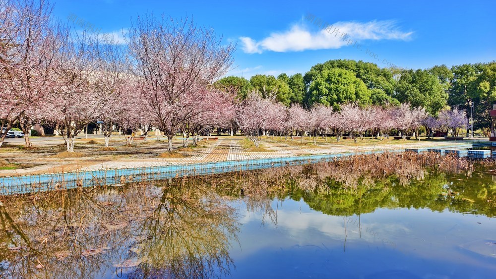 春天  鲜花  红叶李  美人梅  踏春  校园