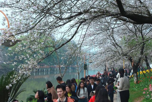 游人如织赏花客