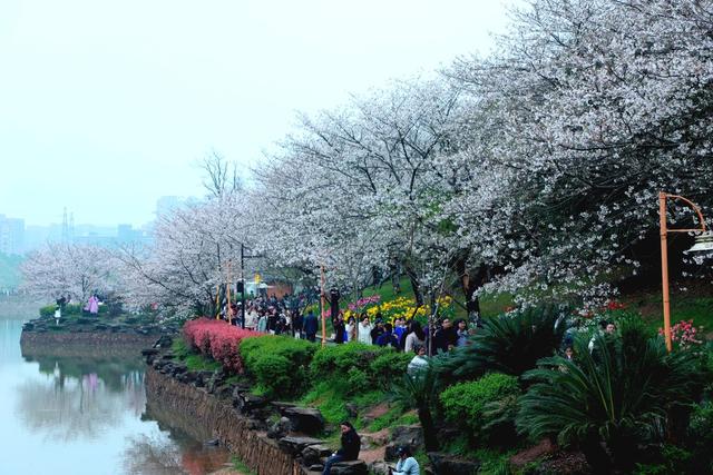 幸得三月樱花舞，从此阡陌多暖春