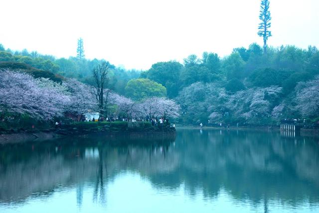最美湖南  樱花园
