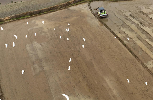 衡东 霞流 双抢 晚稻 插秧