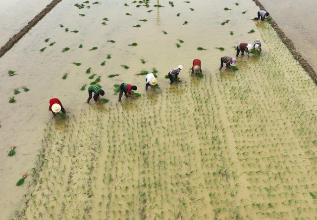 衡东 霞流 双抢 晚稻 插秧