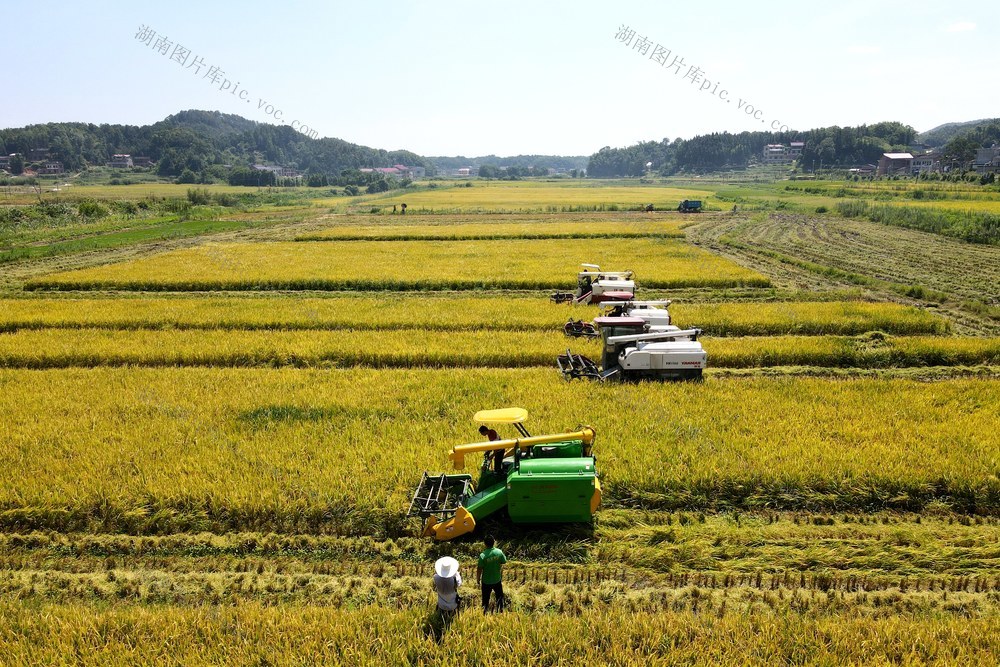 双峰县　收割机　农友集团　农机　粮食生产　双季稻　早稻　双抢