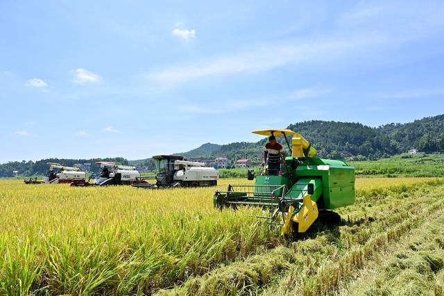 双峰县　收割机　农友集团　农机　粮食生产　双季稻　早稻　双抢