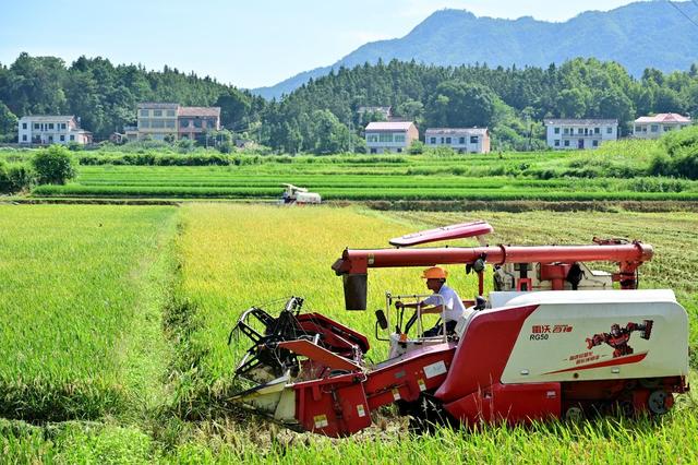 双峰县　收割机　农友集团　农机　粮食生产　双季稻　早稻　双抢