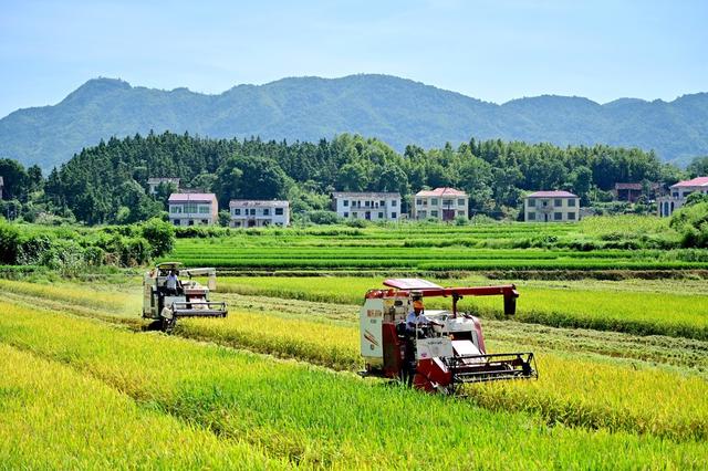 双峰县　收割机　农友集团　农机　粮食生产　双季稻　早稻　双抢