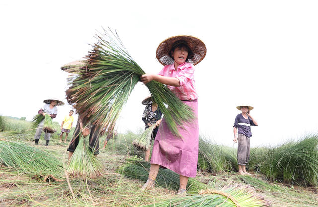 席草 草席 祁东 金桥 增收 