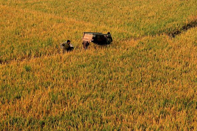 杂交水稻 超级杂交稻 亩产千公斤攻关 粮食安全 测产验收 农业 袁隆平