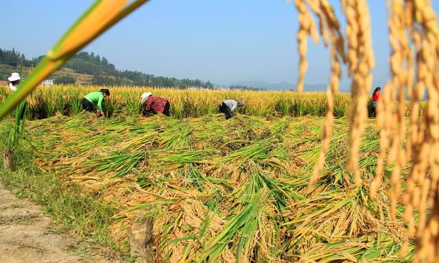 杂交水稻 超级杂交稻 亩产千公斤攻关 粮食安全 测产验收 农业 袁隆平