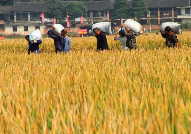 杂交水稻 超级杂交稻 亩产千公斤攻关 粮食安全 测产验收 农业 袁隆平