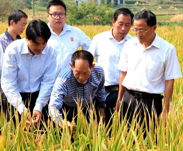 杂交水稻 超级杂交稻 亩产千公斤攻关 粮食安全 测产验收 农业 袁隆平