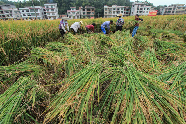 Y两优900 袁隆平 超高产水稻 农业