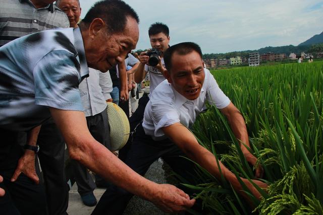 袁隆平 超级稻 农业 隆回