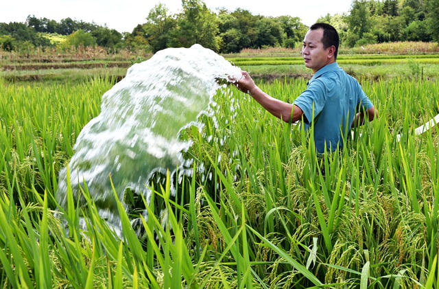 抗旱 战高温  保增收 粮田 农作物 灌溉 水 旱情 高温天气 抽水引水