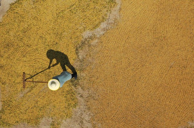 套种 大豆 玉米 衡南