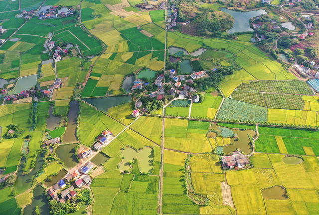 初秋 田园 丰收 景色