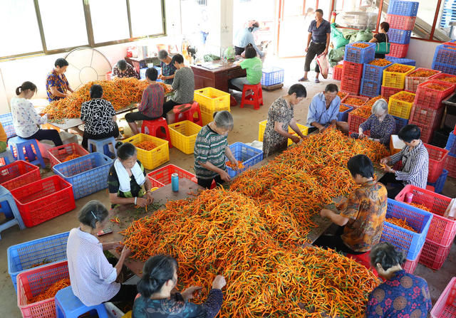 黄贡椒 地理标志 农产品 三樟 衡东