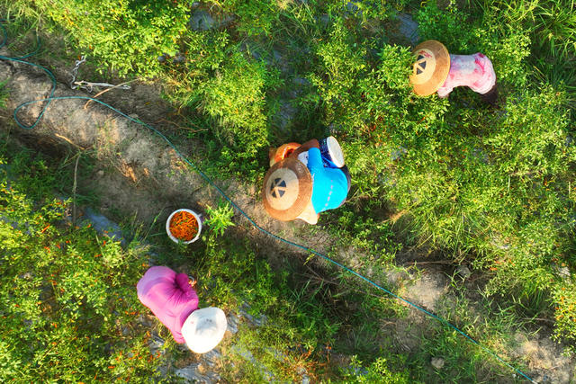 黄贡椒 地理标志 农产品 三樟 衡东