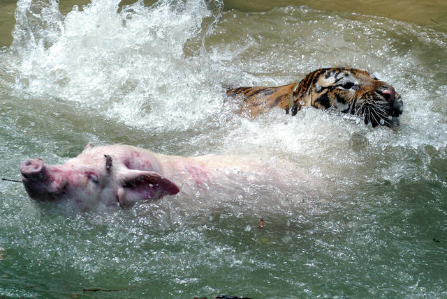 长沙石燕湖森林动物园  老虎 猪