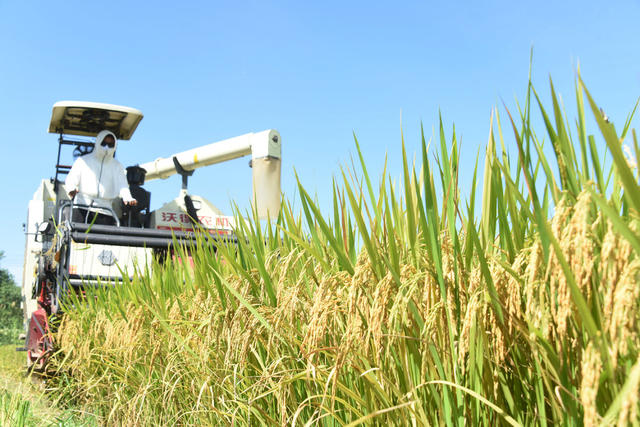  Grain production at the beginning of the fall of the 24th solar term in Lixian County, Changde; grain security; rush harvest of middle season rice