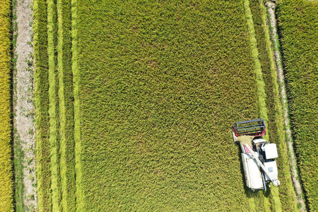 常德  澧县  二十四节气  立秋  粮食生产  粮食安全  中稻抢收