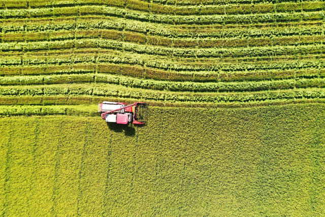  Grain Production and Safe Harvest of Mid season Rice at the Beginning of the 24th Solar Term in Changde Li County