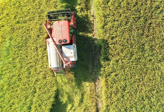 常德  澧县  二十四节气  立秋  粮食生产与安全  中稻抢收
