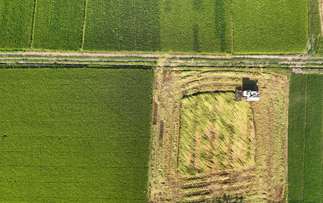 立秋 中稻 收割