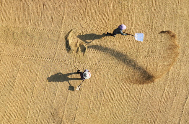 立秋 中稻 收割