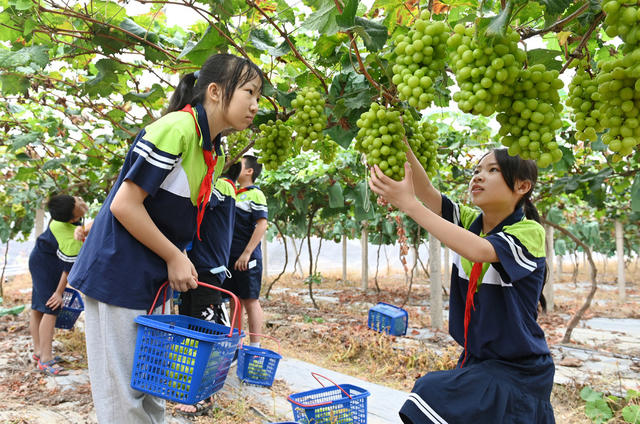 开学第一课 劳动实践 校园农场 采摘 学生 教育 劳动课 葡萄