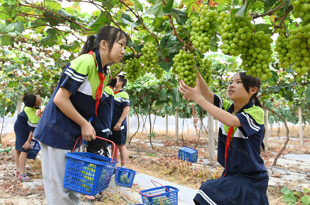 开学第一课 劳动实践 校园农场 采摘 学生 教育 劳动课 葡萄