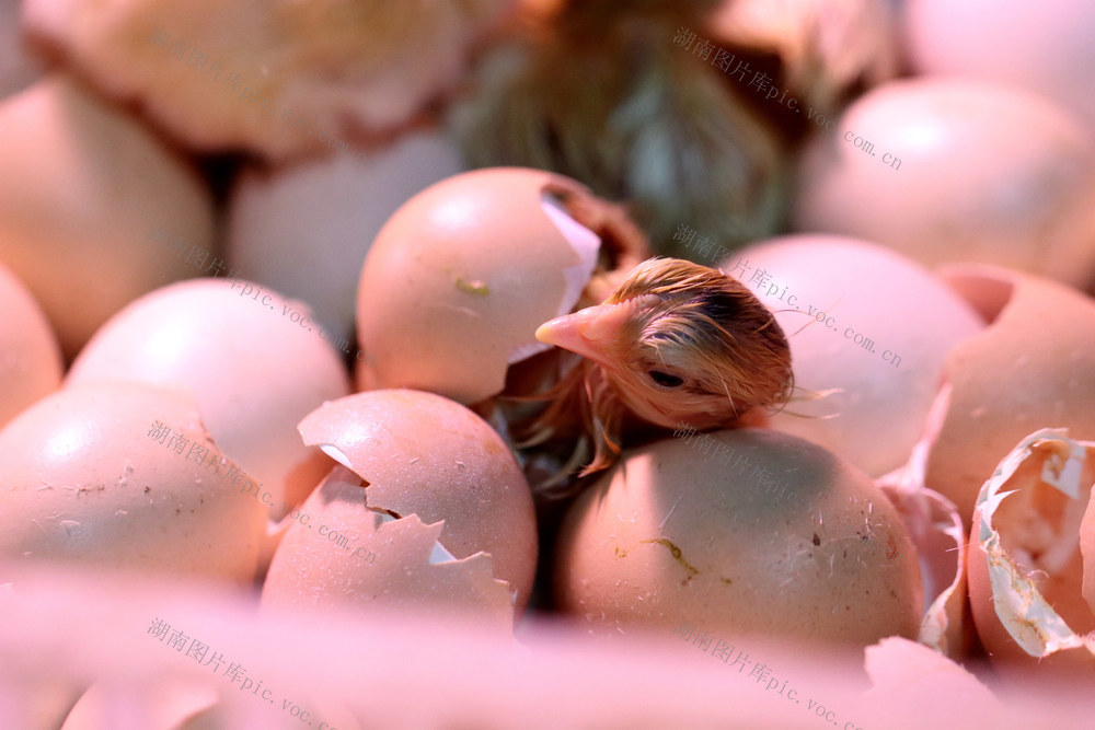 孵化 出壳 鸡苗 雏鸡 小鸡 新出生 刚 三黄鸡 养鸡 养鸡场 规模养殖 鸡蛋 破壳 