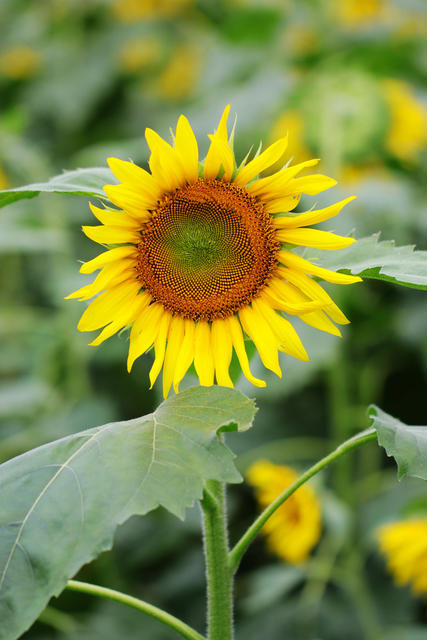 一朵  盛开 向日葵 花 葵花  太阳 花海 