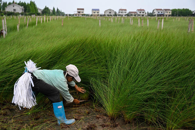 沅江 农业农村 产业 乡村振兴 蔺草种植