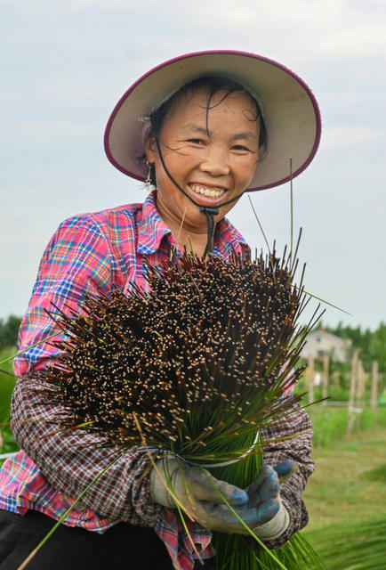 沅江 农业农村 产业 乡村振兴 蔺草种植