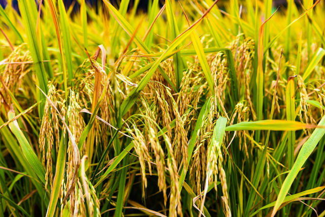 农业 农田  农民  梯田  山背花瑶梯田 