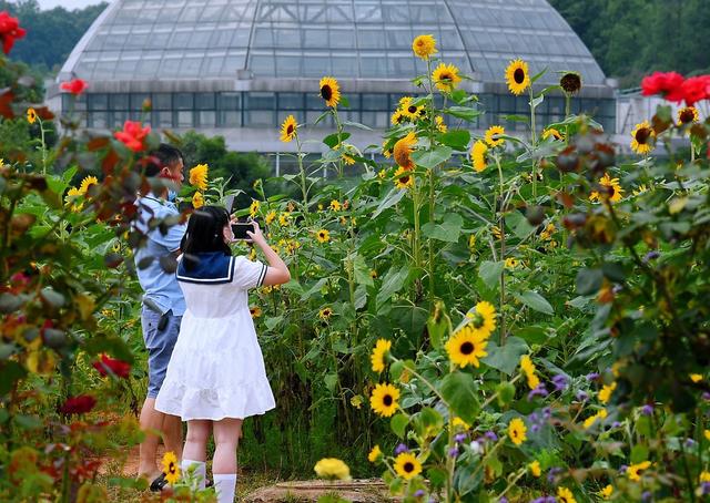 花海 向日葵