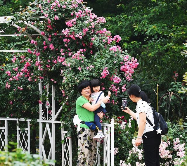 玫瑰花 月季花