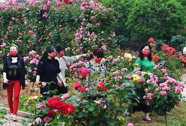玫瑰花 月季花