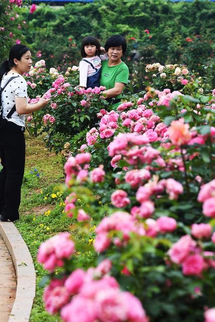 玫瑰花 月季花