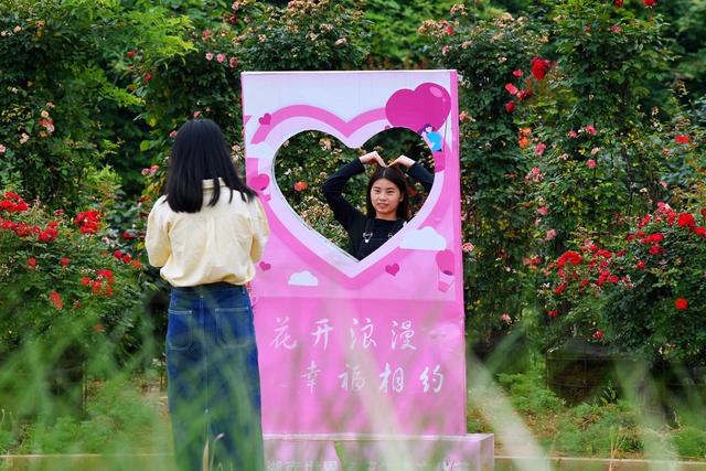 玫瑰花 月季花