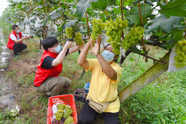 葡萄 种植 