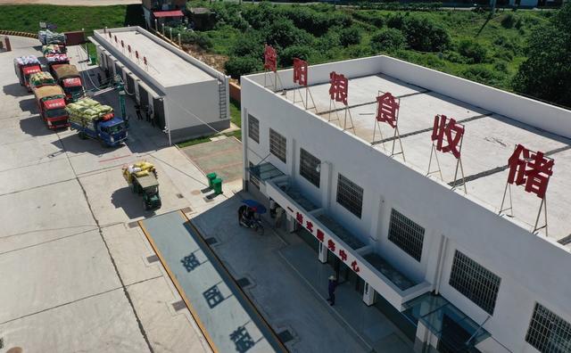 夏粮 丰收 粮库