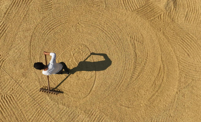 金秋 收割 晚稻 石鼓区
