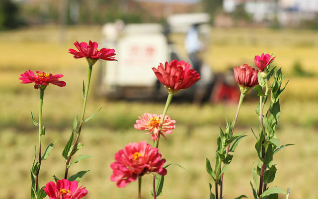金秋 收割 晚稻 石鼓区