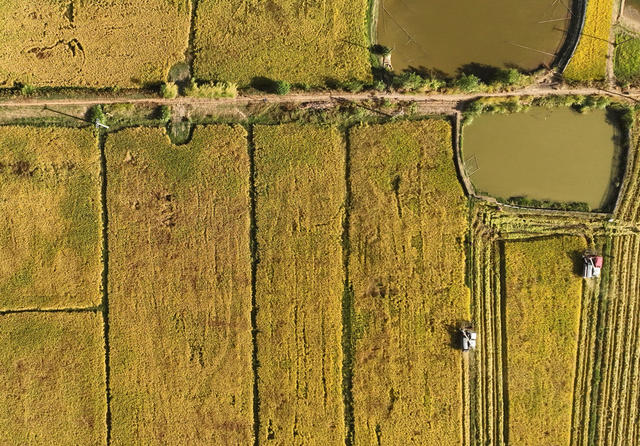 祁东 落排洲小岛 湘江 粮食 水稻 种植 收割