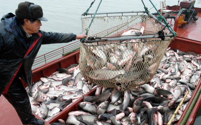 华容东湖开湖捕鱼