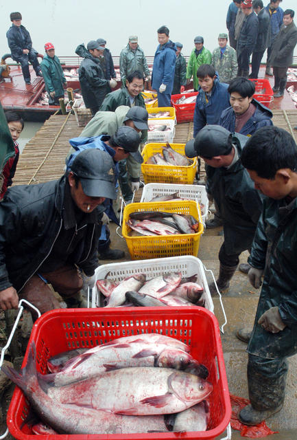 华容东湖开湖捕鱼