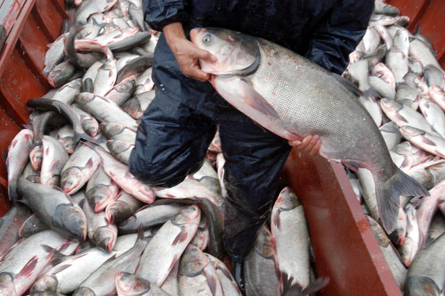 华容东湖开湖捕鱼