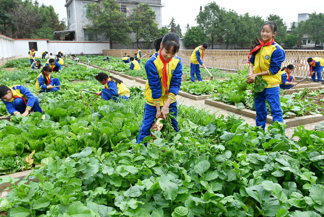 校园农场
农耕文化
教育
学校
学生
劳动实践
劳动基地
农作物
劳动课